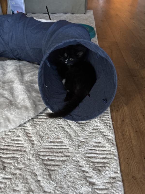 This is his fav place to chill and hunt for imaginary tunnel prey!