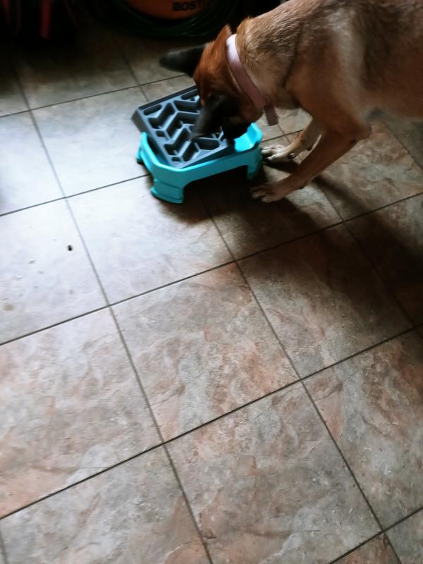 LEASH BOSS Flat Face Slow Feeder Dog Bowl, Small/Medium, Blue - Chewy.com