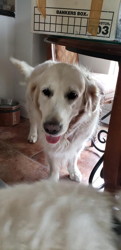 My girl Lilly returning from chasing squirrels.