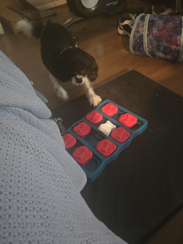 Beloved Little Stinker Reveals Hidden Intelligence