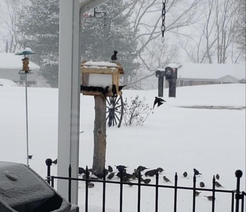 Birds Converge!