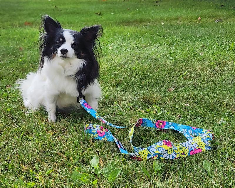 9 lb chihuahua Buddy