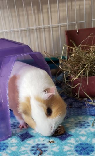 Heidi chowing down on a Timothy Biscuit!