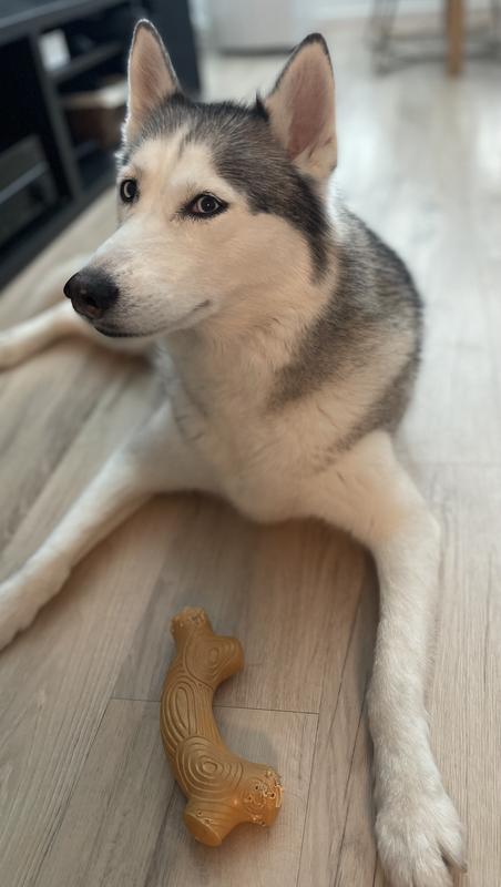My Husky with Relatively New Chew (After ~3 Chew Sessions)