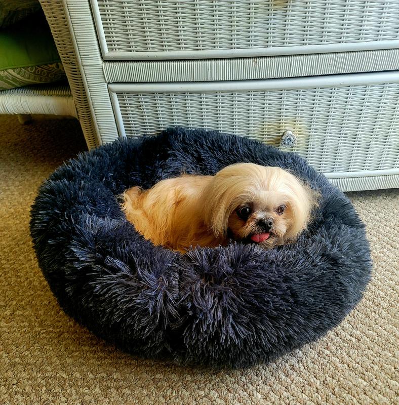 8 lb Shih Tzu fits perfectly