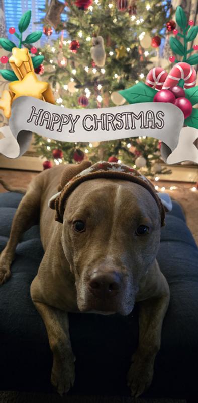 It tooks lots of treats to get this photo!