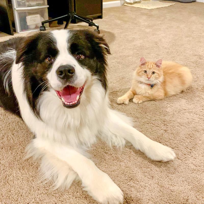 HappyPants Ollie