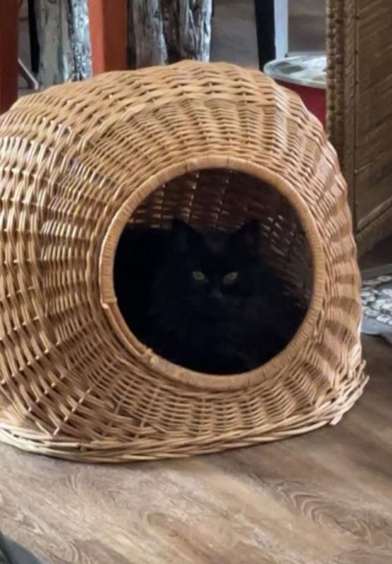 Junior kitty in basket house.