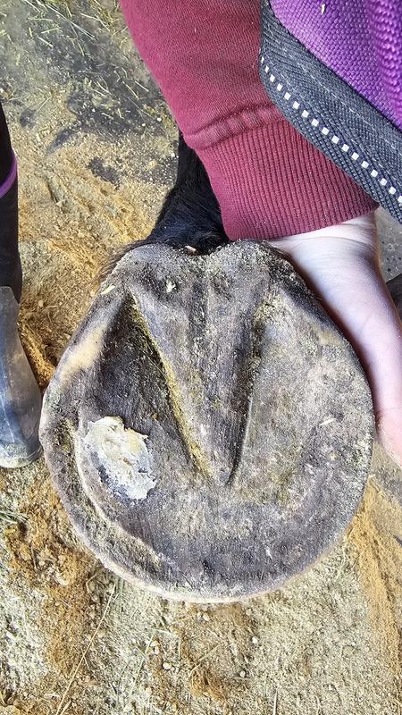 Hoof with Pure Sole