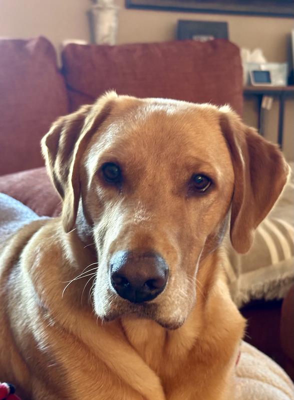 HR Red Hot Sunshine Anni-Sunni