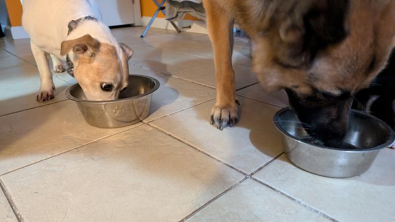 They all love the eukanuba