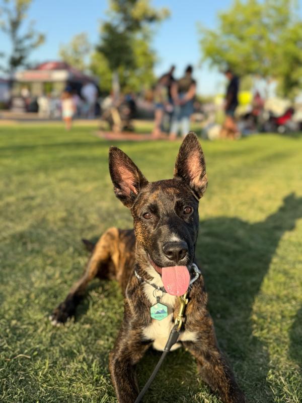 Happy pup, happy parent