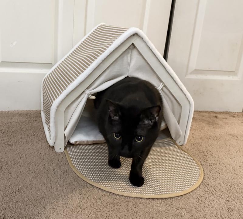My 11-year old Binx is curious