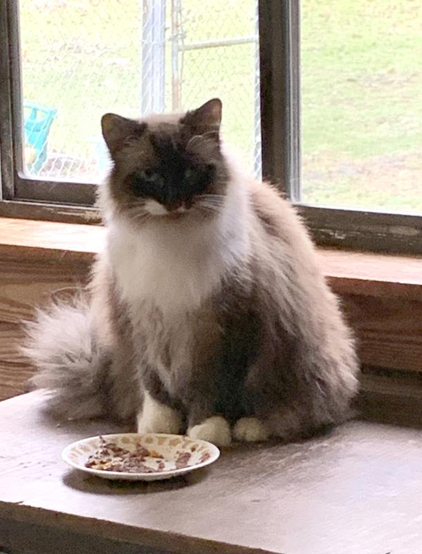 Mom, I'm full and it was so good!