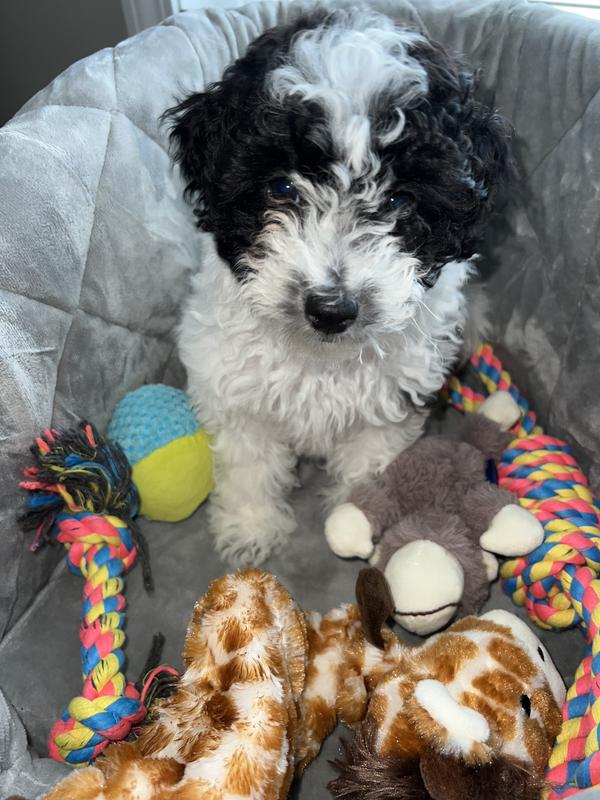 My Favorite Toys