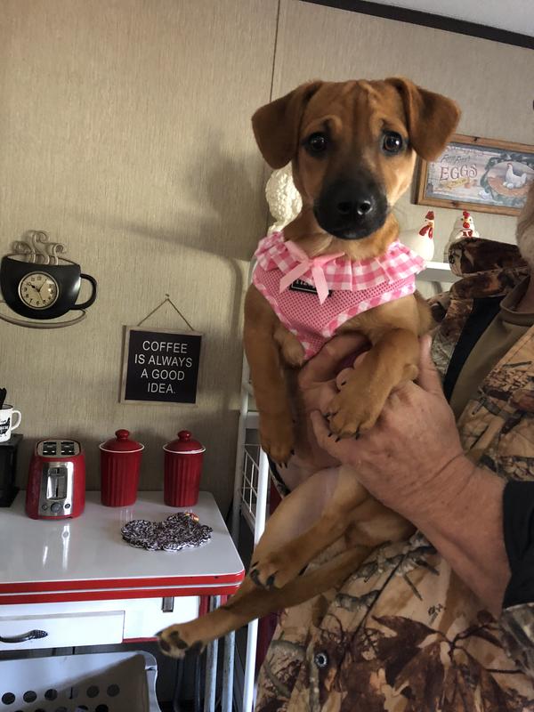 Special rescue from a ditch of water!! Much loved!