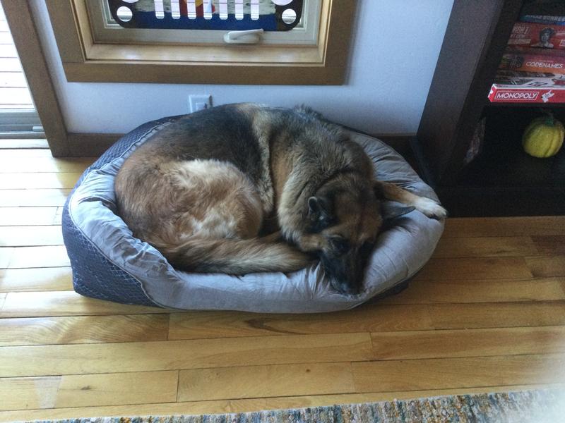 BARKSBAR Snuggly Sleeper Orthopedic Bolster Dog Bed w/Removable Cover, Gray, Large