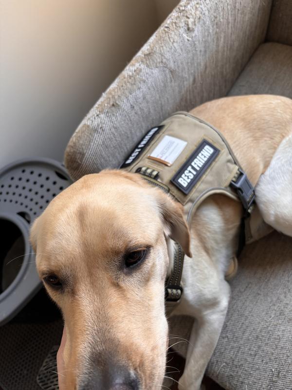 Dio with his new Harness!