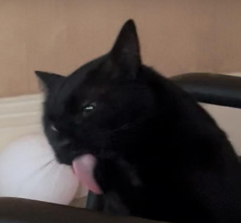 Baby kitty licking the corn powder off of his hands