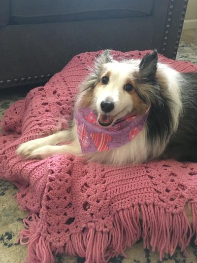 Shelties love their dinnertime!