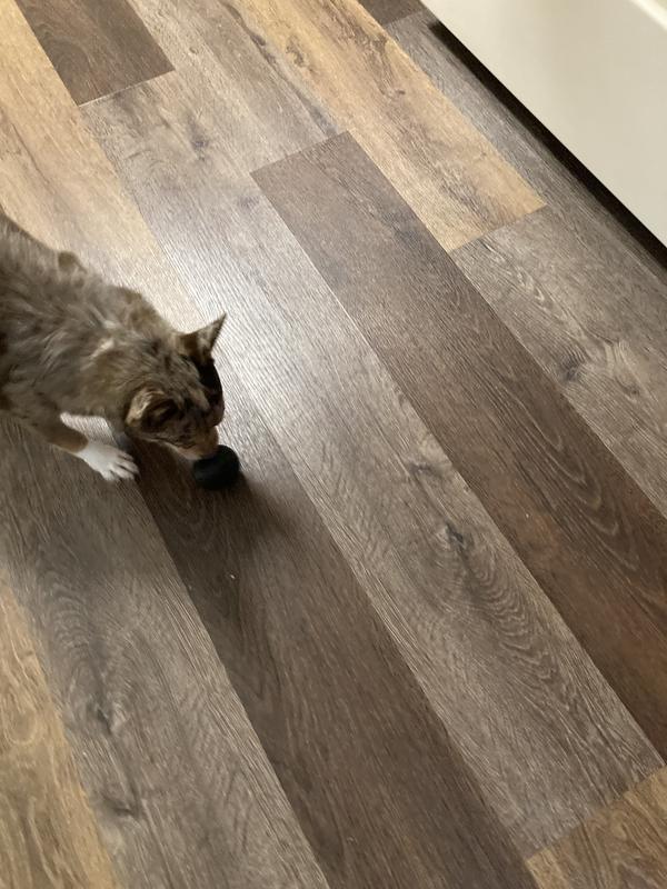 Delilah playing fetch with her new toy