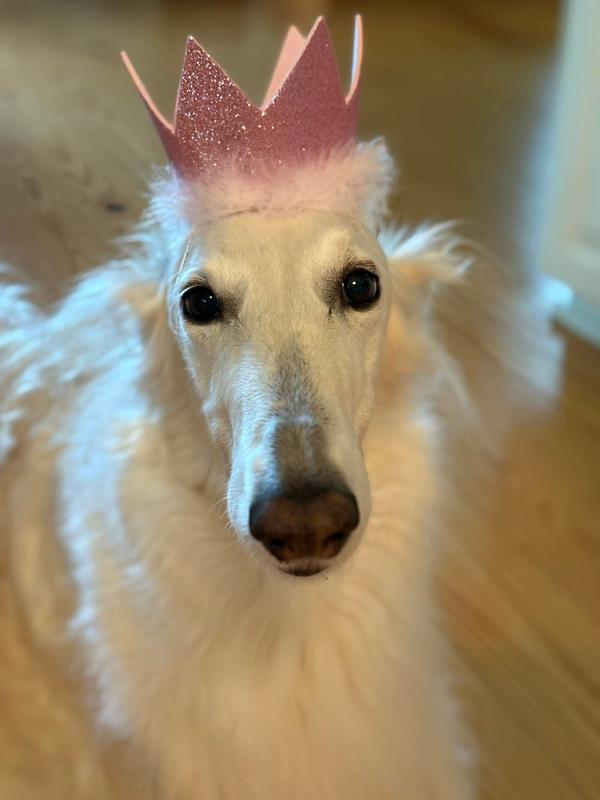 Beautiful crown for a beautiful borzoi birthday queen