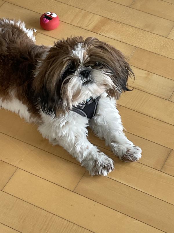 My new comfortable step in harness