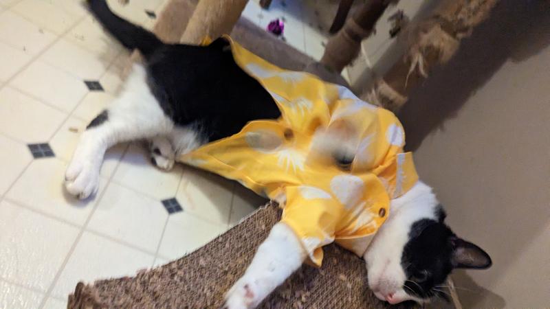 Acceptance of new, clothed fate (we took it off after like 2 minutes because he didn't really like it)