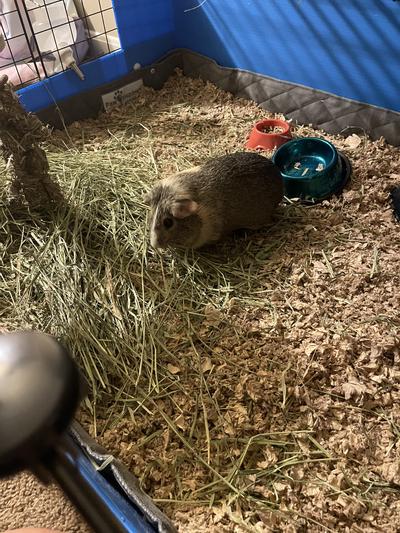 Guinea pig sale litter box petsmart