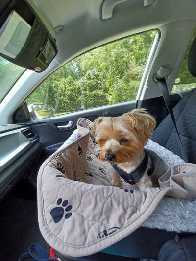 Pet Gear Dog & Cat Bucket Seat Booster