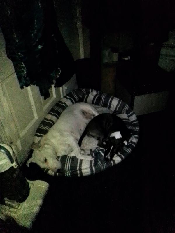 Phoenix and Dior resting