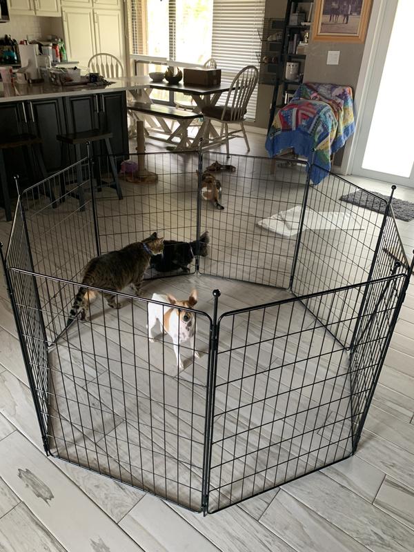 Lilo my little puppy and Owen our cat checking out the new playpen.