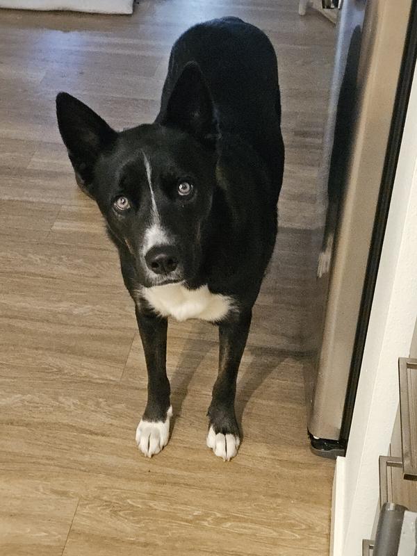 Waiting for his treat