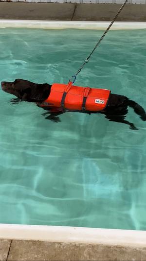 XL on lanky chocolate lab during swim therapy.