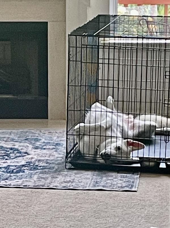 Frisco xxl dog crate assembly best sale
