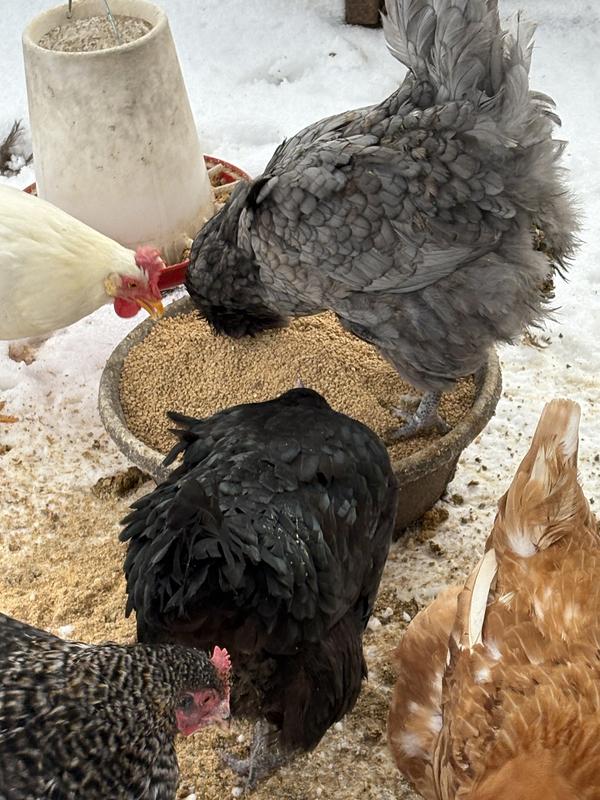 Don't mind the snowy mess, it's a mess here in Erie.