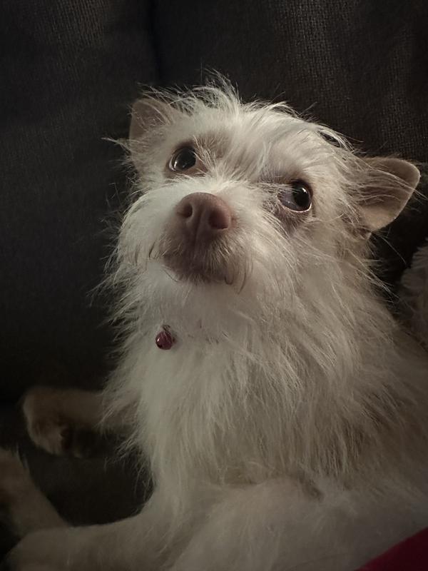 Pixel with her side eye and her good breath ♥️