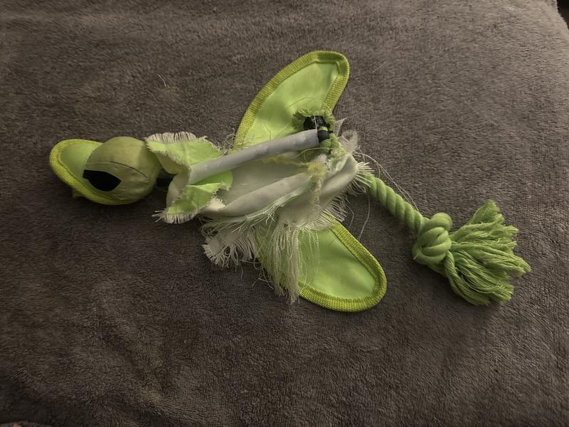 My 18lb Boston Terrier shredded this toy in little over an hour.