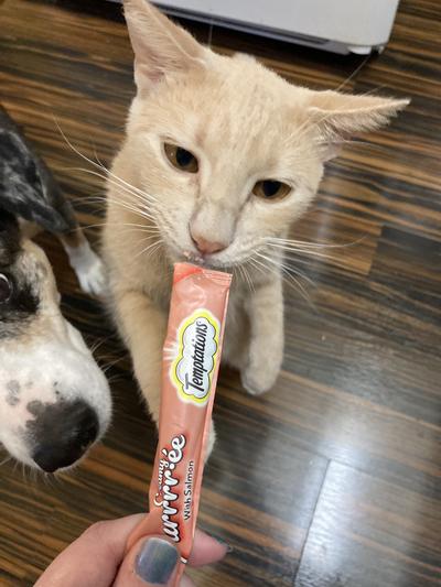 Temptations Creamy Puree Salmon & Chicken Variety Pack Lickable Cat Treats