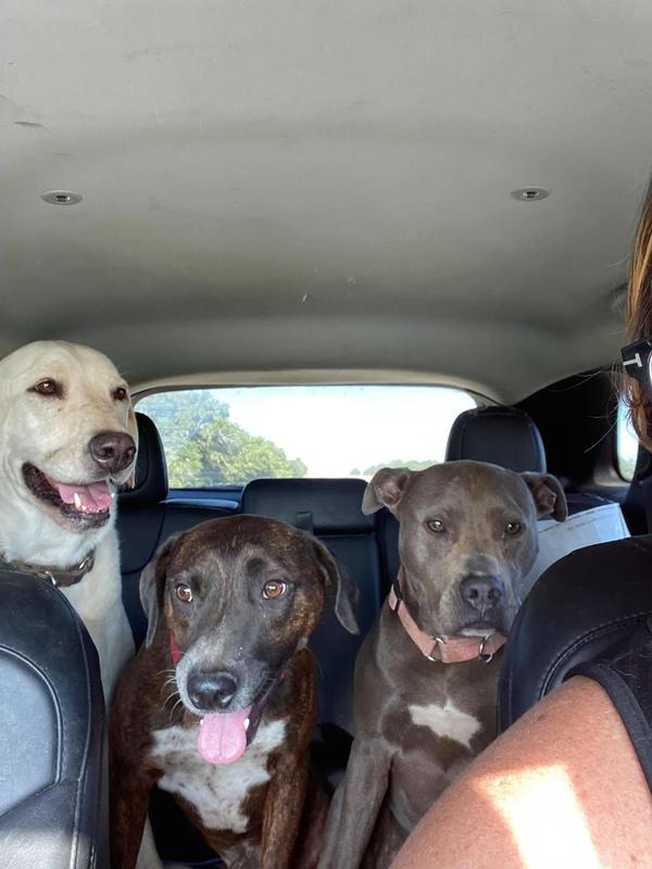 The 3 musketeers taking a ride. Pals forever!