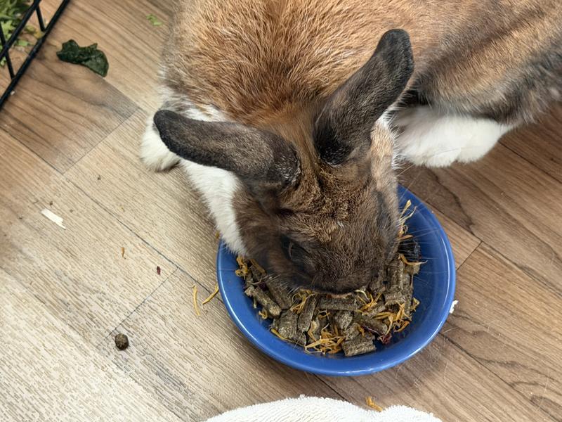 Foster bun doing a taste test.