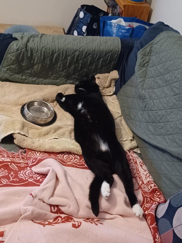 After dinner nap