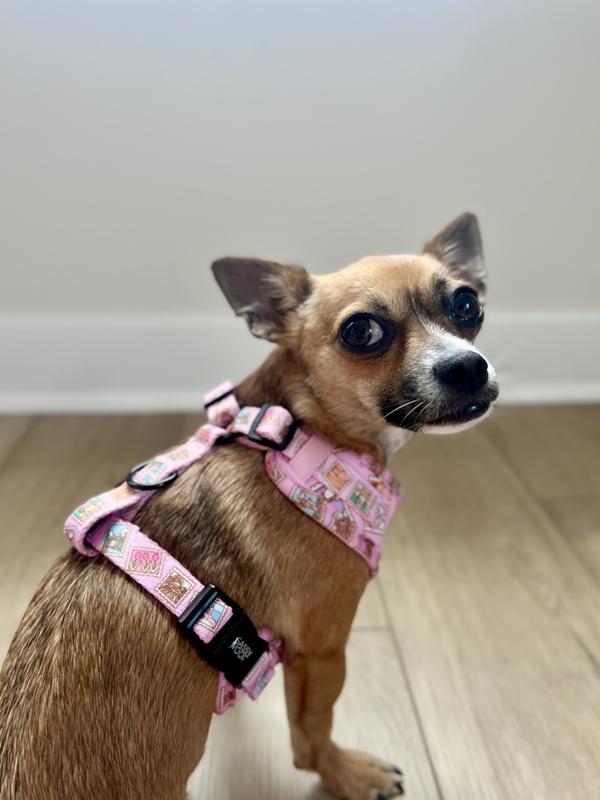 Zuri the Chihuahua modeling her harness