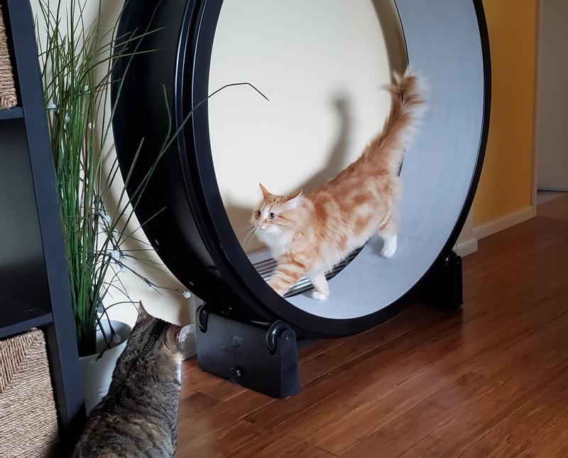 One Fast Cat Exercise Wheel One Fast Cat Cat Exercise Wheel