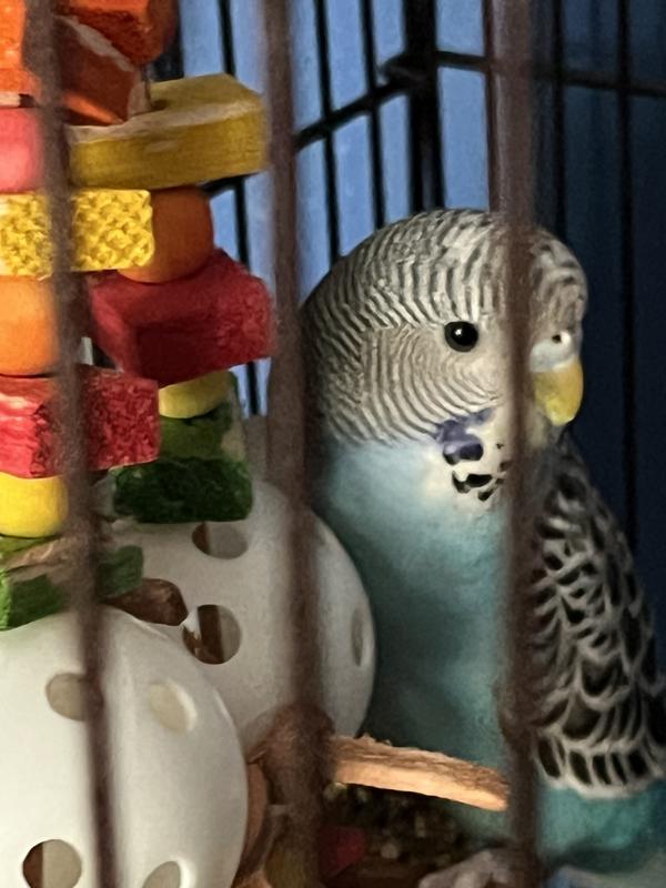 Ringing bells for hours