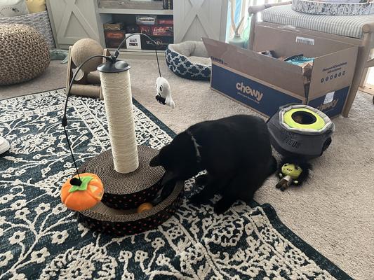 Frisco Halloween Pumpkin & Ghost Interactive Scratcher Cat Toy with Catnip