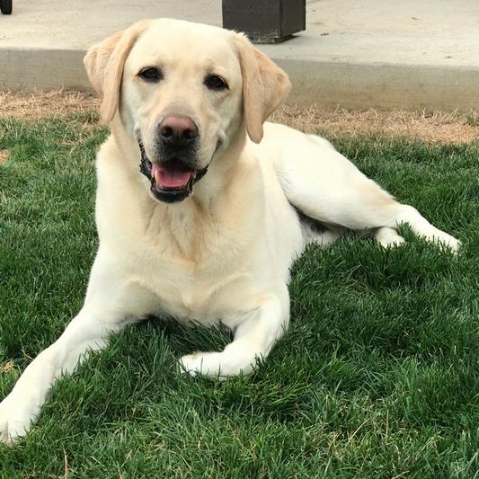 Royal, the Independent Lab