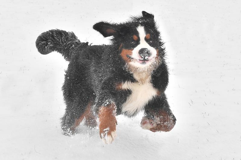 * month ole Berner puppy Ben's first taste of snow