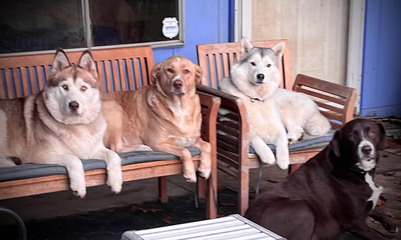 Rosy Honey Lily Coco