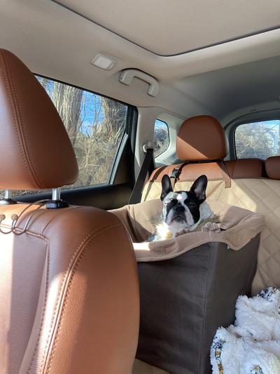 2-in-1 Cooling car seat for pets - MyHappyify